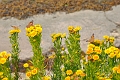 PAINTED LADY BUTTERFLY-5